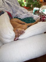 Tucker relaxing on the sofa