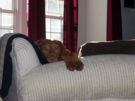 Bodi sneaking a look at the camera