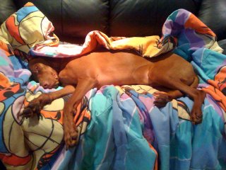 Bodi Sleeping Heavily