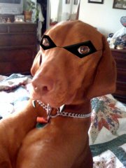 Bodi for Halloween