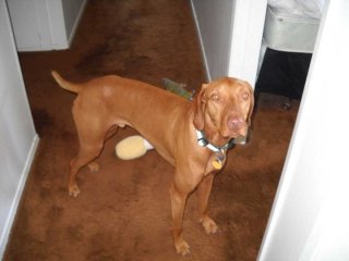 Oliver in the hall