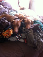 Bodi and Oli 1
