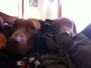 Bodi and Oli 2