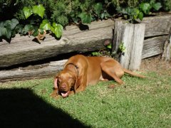 olibulli_1