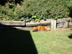 olibulli_2
