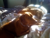 Tucker and Bodi, enjoying the sunbeam