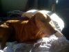 Tucker warming himself in the sunbeam