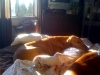Tucker stretched out in the morning