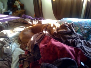 Bodi warming himself in the clean dry clothes