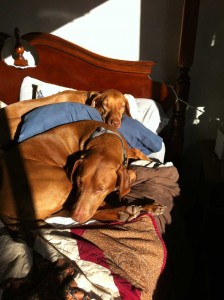 Bodi and Ollie enjoying the sunbeam... 
